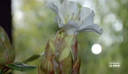 Rhododendron "Lindleyi"
