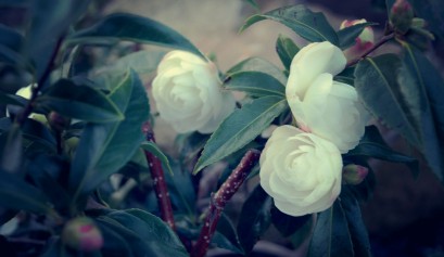 Camellia "Early pearly"