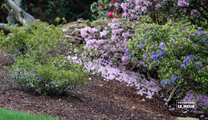 Rhododendron "Blue tit"