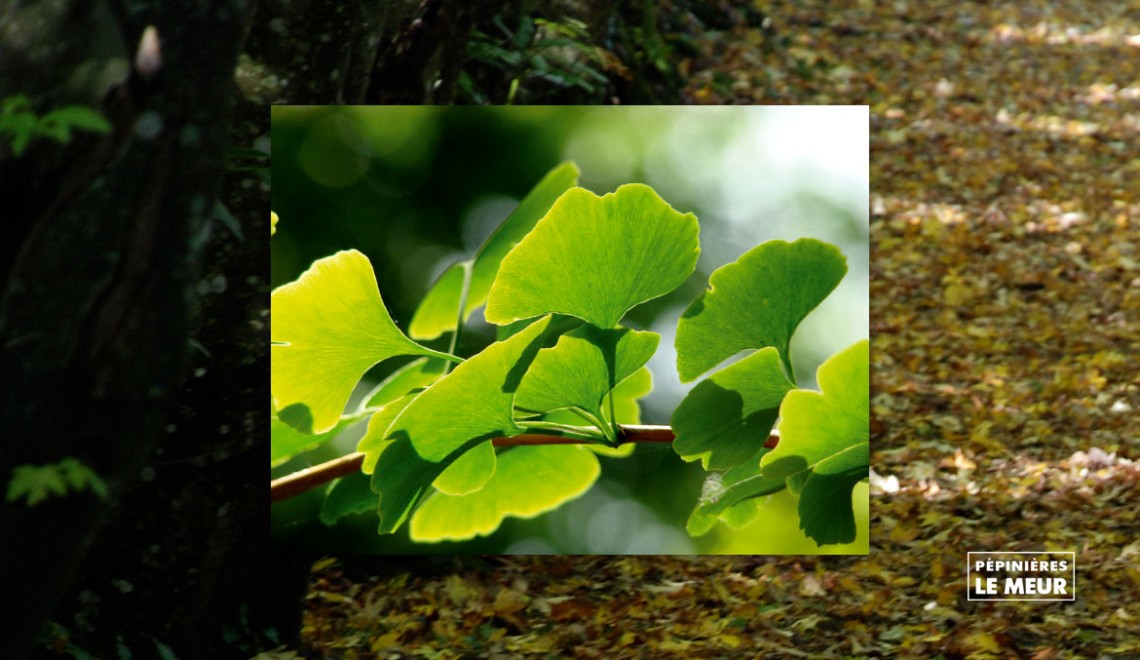 Gingko Biloba