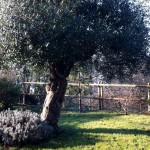 Jardin champêtre sur les collines de Quimper