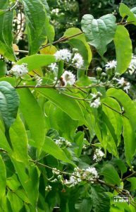 Heptacodium jasminoides