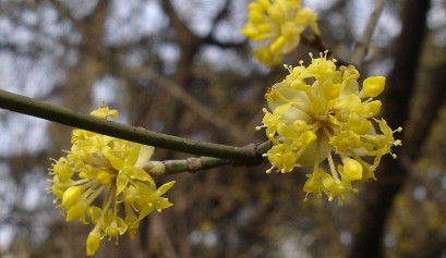 cornus mas jolico