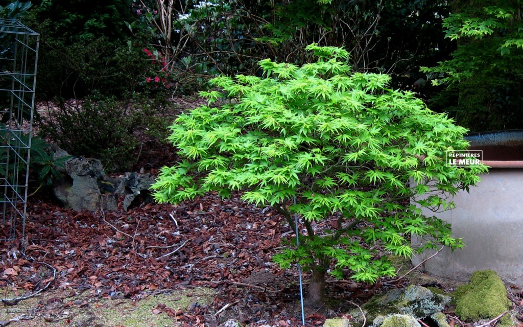 Acer palmatum Mkawa Yatsubusa