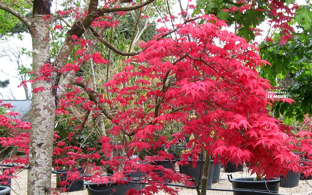 Acer palmatum Schichio improved"