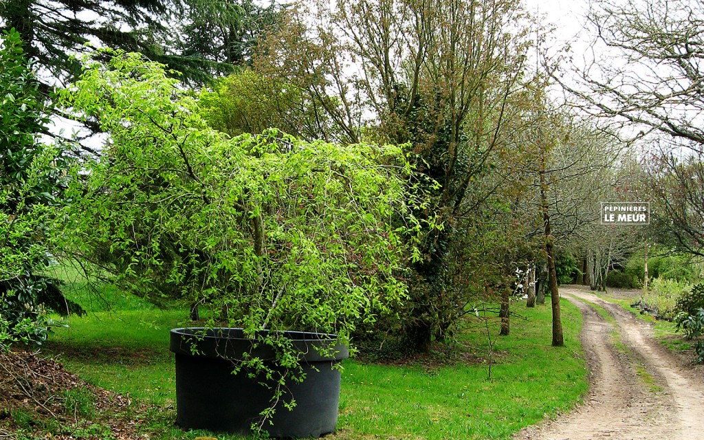 Carpinus betulus stylisé