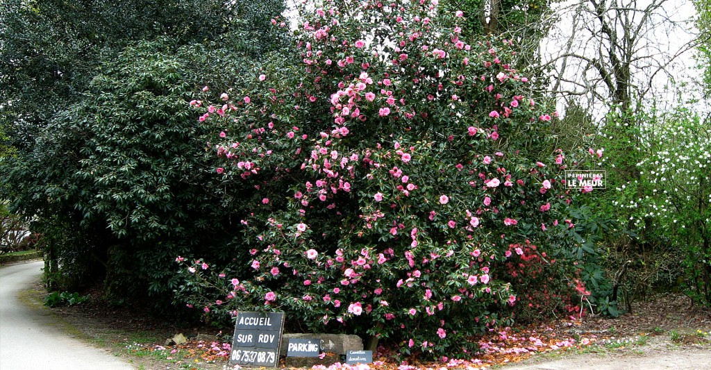 Camellia "Donation"