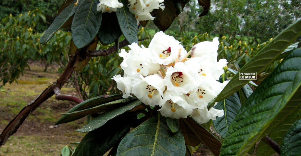 Rhododendron Arizelum