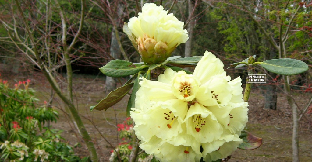 Rhododendron "Macabeamum"