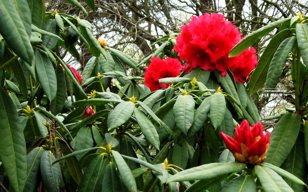 Rhododendron "Grace seabroock"