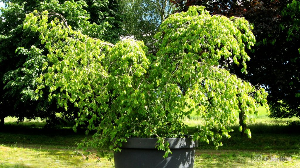 Carpinus betulus stylisé