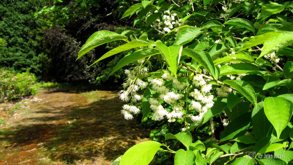 Pseudostyrax hispida