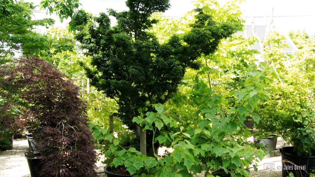 Acer Palmatum "Schichi Gashira"