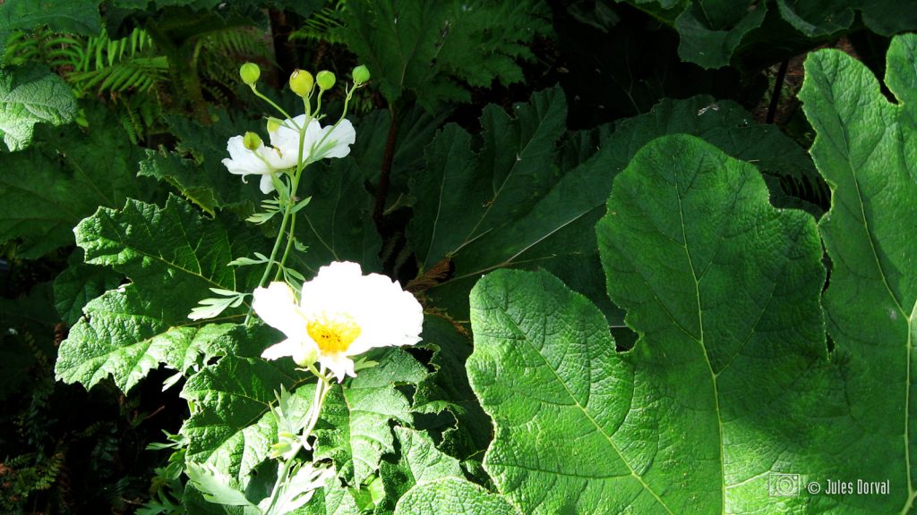 Gunnera et Rhomneya Coulteri