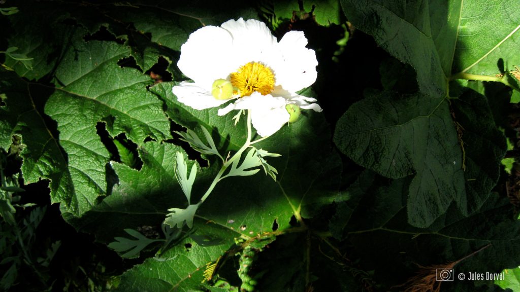 Rhomneya coulteri