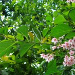 Styrax Japonica "Pink Chines"