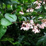 Styrax Japonica "Pink Chines"