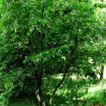 Styrax Japonica