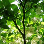 styrax Japonica