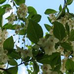 Styrax japonica