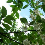 Styrax japonica