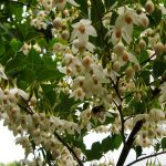 Styrax Japonica