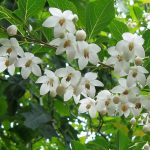 Styrax japonica