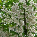 Styrax Japonica