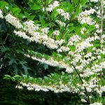 Styrax japonica