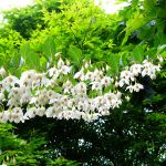 Styrax Japonica