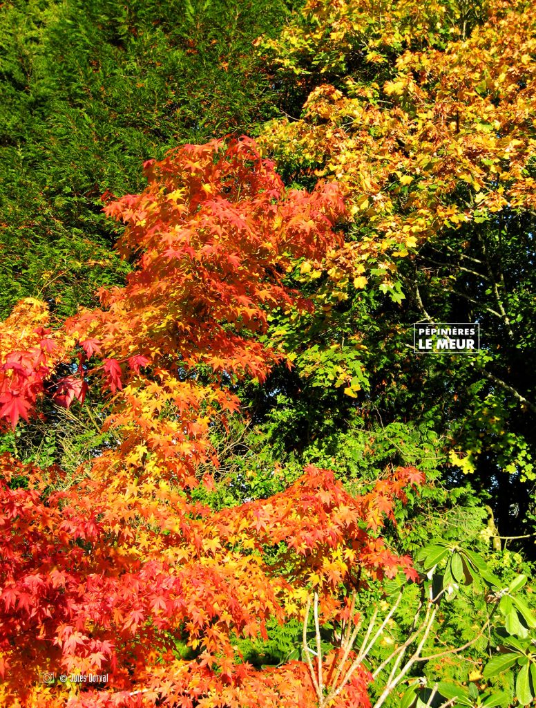 ACER PALMATUM Orange dream