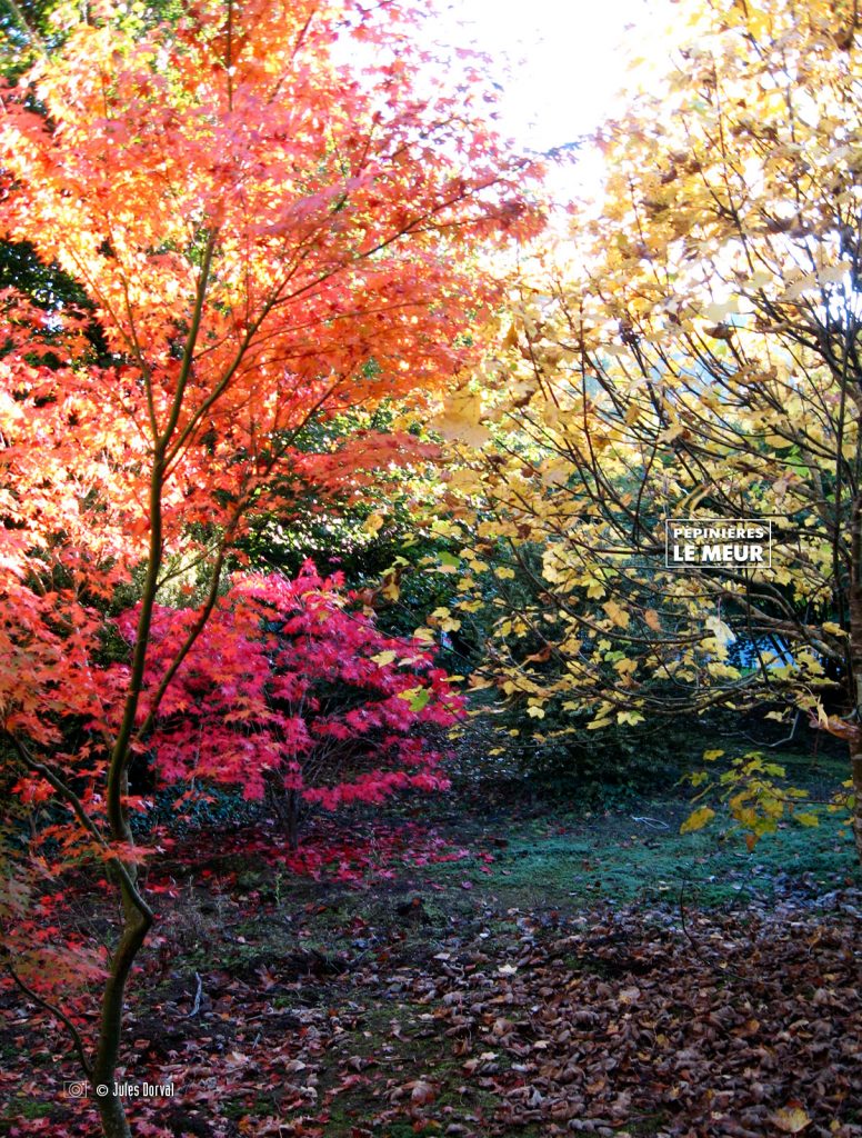 acer palmatum