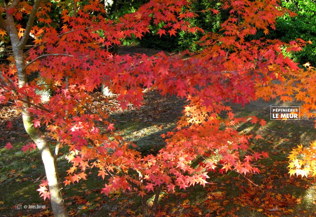 ACER PALAMTUM type