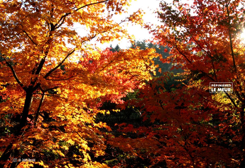 acer palmatum