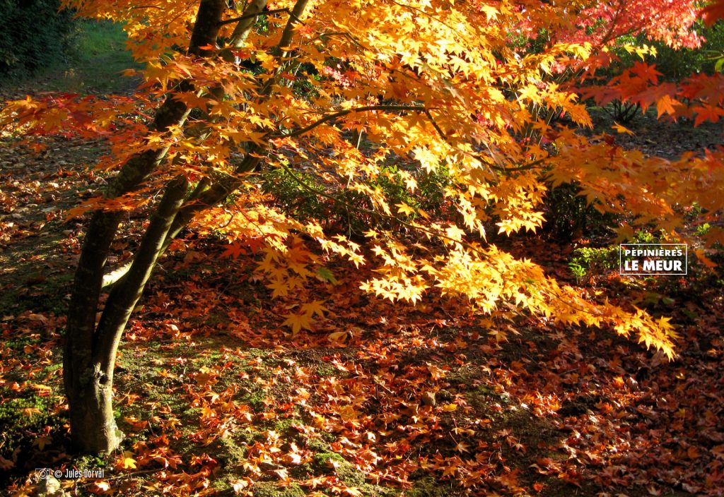 ACER PALMATUM Orage dream