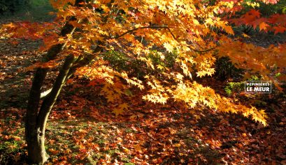 ACER PALMATUM Orage dream