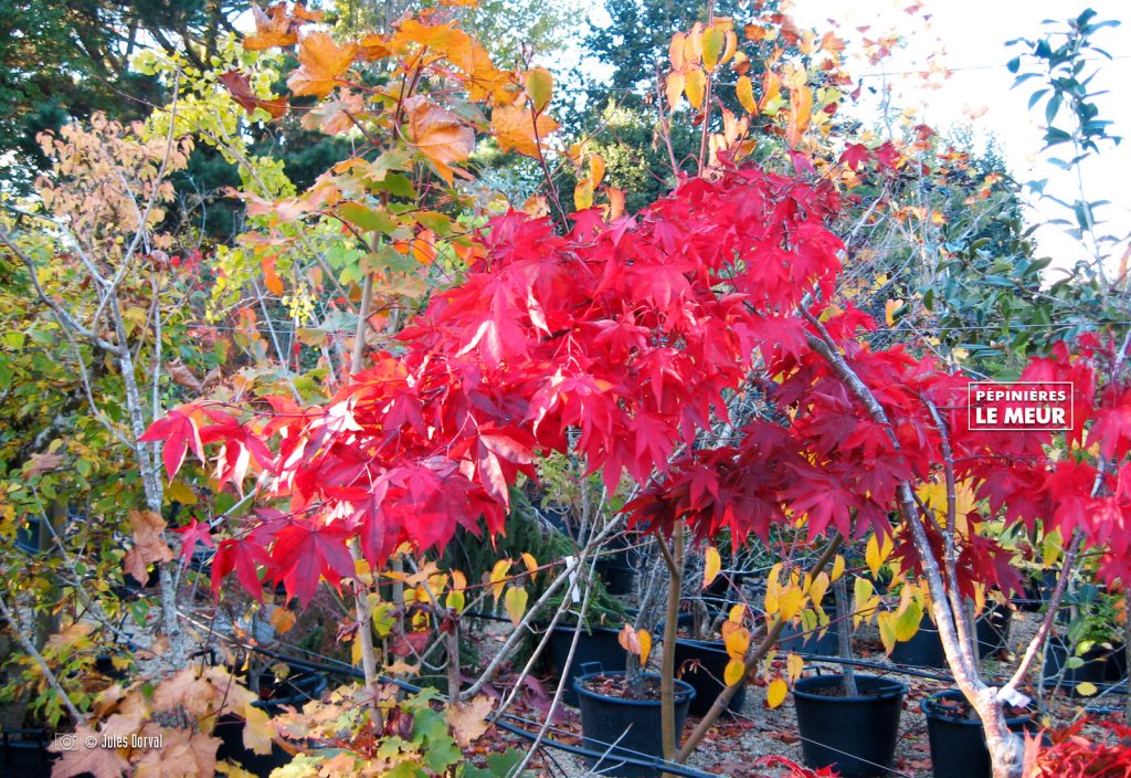 Acer palmatum osakasuki