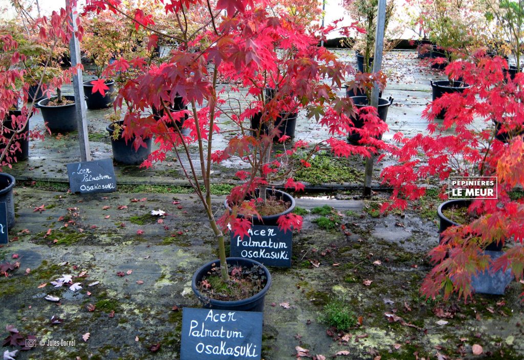 Acer palmatum Osakasuki