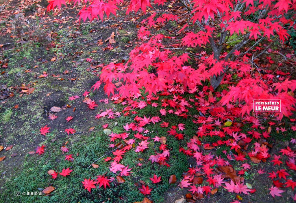 ACER PALMATUM AROPURPUREUM