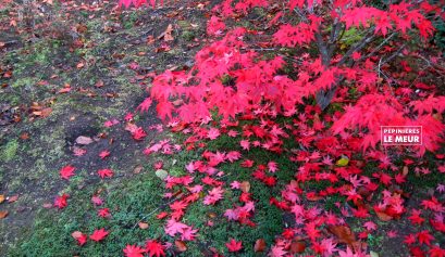 ACER PALMATUM AROPURPUREUM