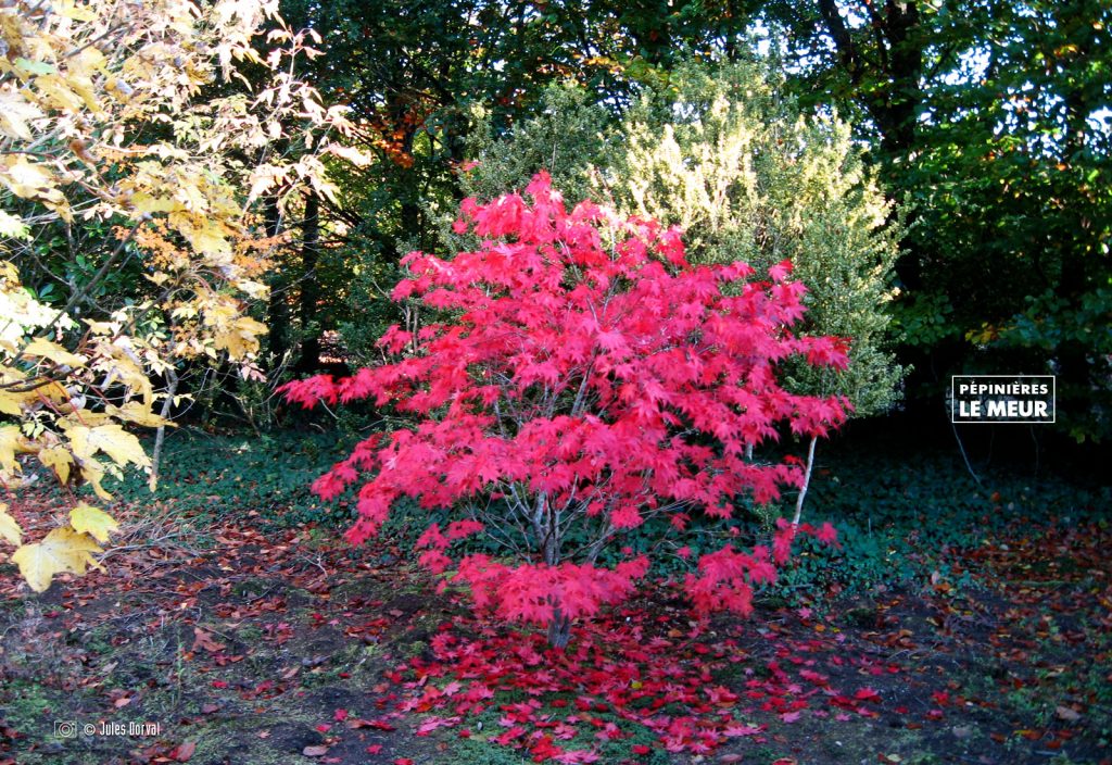 ACER PALAMTUM ATROPURPUREUM