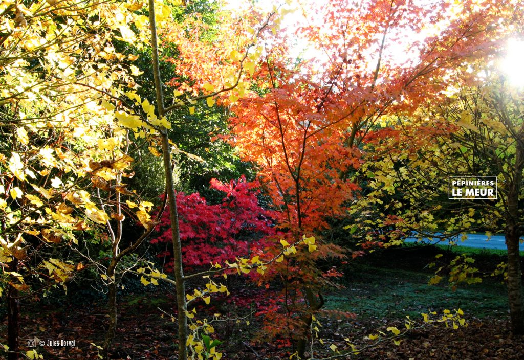 Scène d'automne