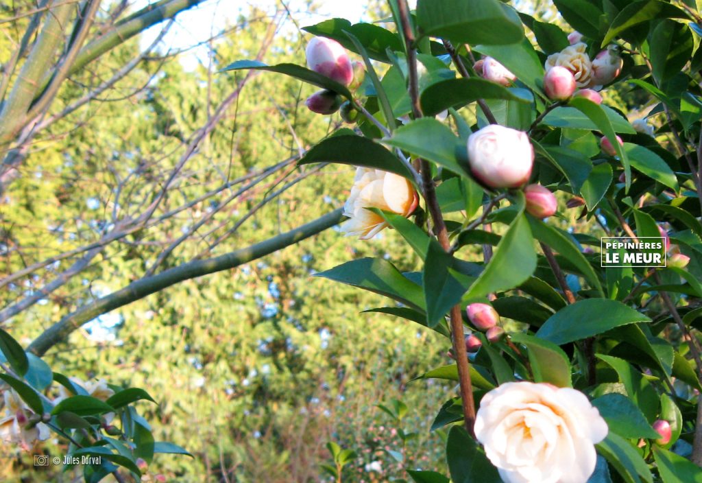 pépinières le meur camelia connamon cindy