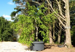 charme, carpinus bétulus, pépinières le meur