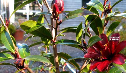 camelia nightrider pépinières le meur