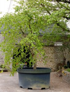 charmes, Carpinus bétulus, stylisés par l'art de la taille