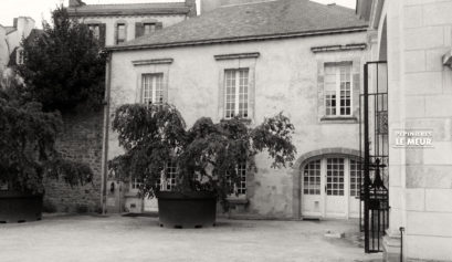 charmes, vannes, pépinières le meur, carpinus betulus