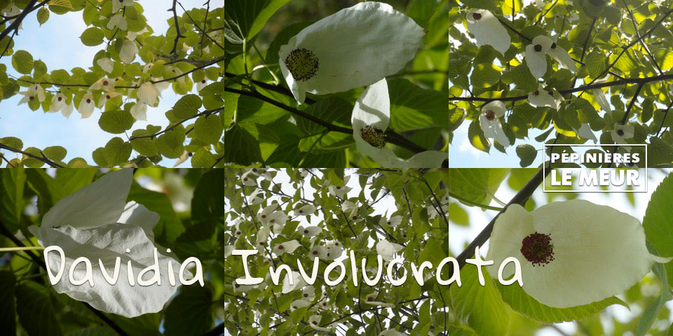 Le Davidia Involucrata, l'arbre aux mouchoirs, Pépinières le Meur