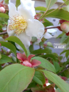 stewartia rostrata