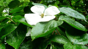 Cornus venus